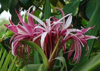 Cây trinh nữ hoàng cung với công dụng to lớn