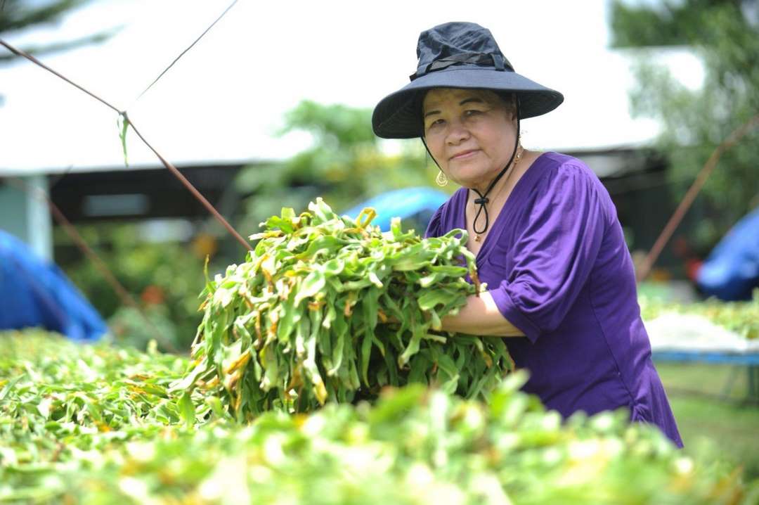 Thu hái và bảo quản cây trinh nữ hoàng cung cho hợp lý