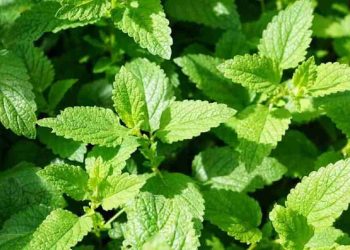 Tác dụng phụ và lưu ý khi sử dụng bạc hà băng