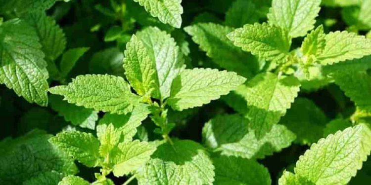 Tác dụng phụ và lưu ý khi sử dụng bạc hà băng