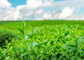 Đặc điểm cơ bản của một số giống chè chọn lọc ở Việt Nam