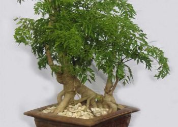 Hình ảnh lá cây đinh lăng