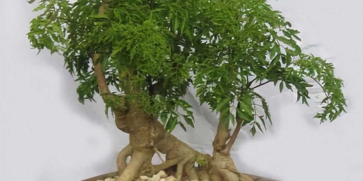 Hình ảnh lá cây đinh lăng