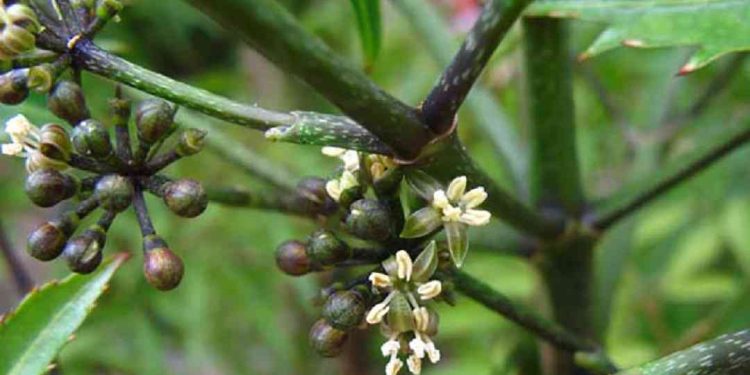 Giải đáp thắc mắc: Cây đinh lăng ra hoa có tốt không?