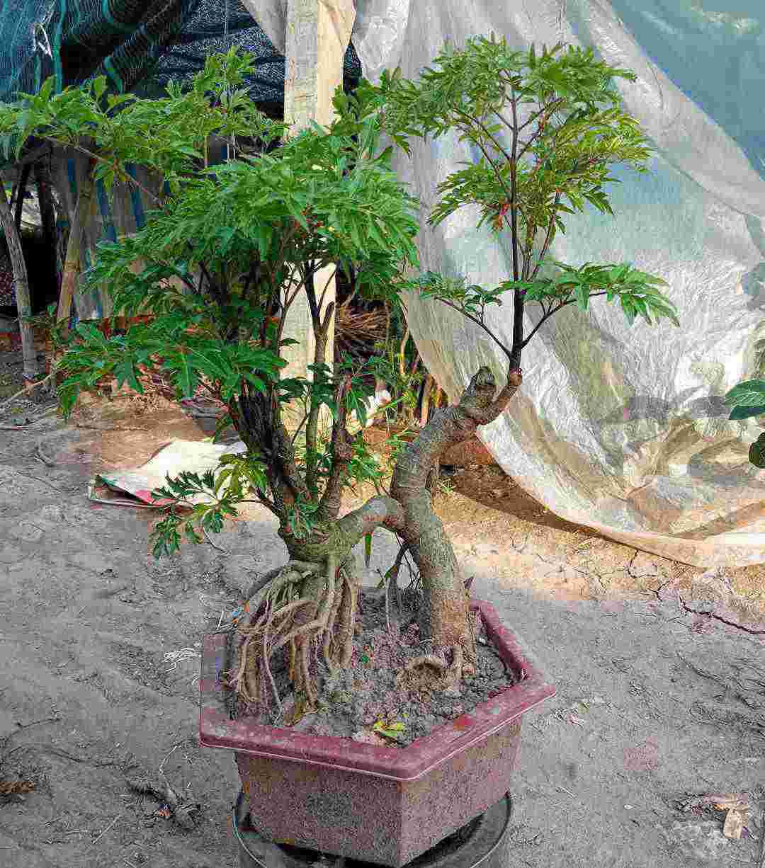 Quy trình trồng và chăm sóc cây đinh lăng