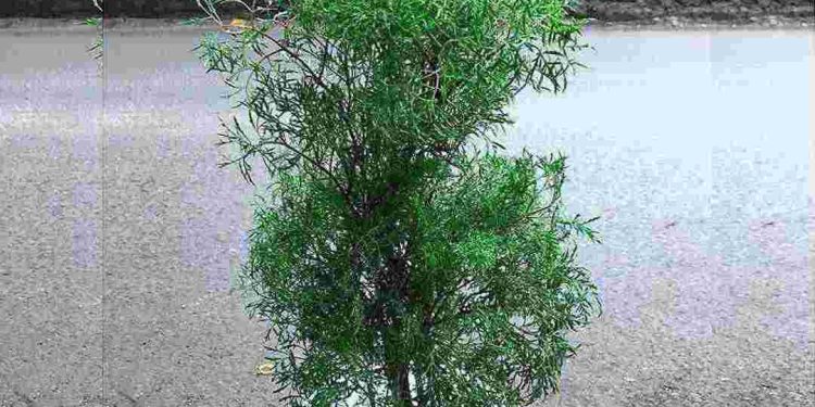 Tìm hiểu về cây đinh lăng