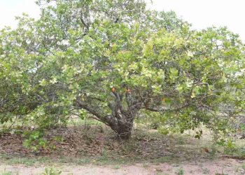 Những bộ phận của cây điều sử dụng làm thực phẩm