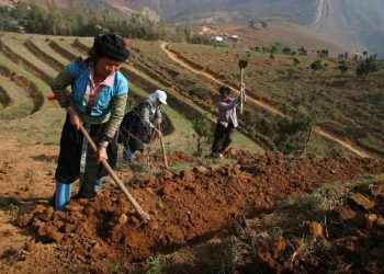 Đặc điểm đất trồng tối ưu