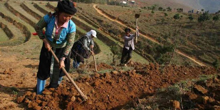 Đặc điểm đất trồng tối ưu