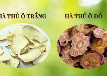 Hà thủ ô trắng và Hà thủ ô đỏ