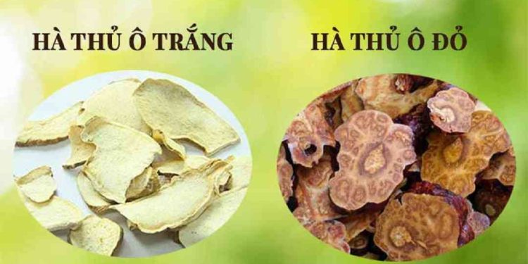 Hà thủ ô trắng và Hà thủ ô đỏ