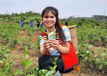 Hiểu rõ về cây chè và kỹ thuật trồng chè