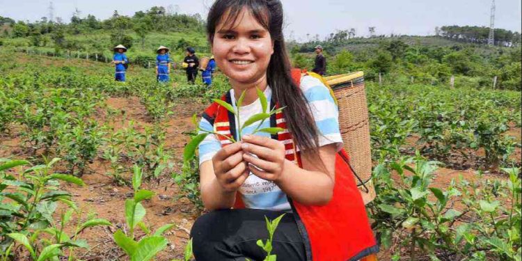 Hiểu rõ về cây chè và kỹ thuật trồng chè