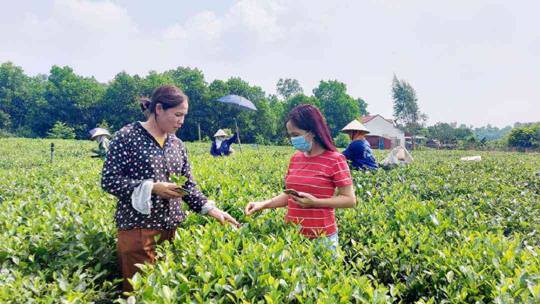 Kỹ thuật trồng chè xanh