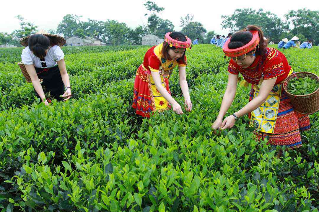 Kỹ thuật chăm sóc cây chè