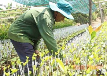 Kỹ thuật trồng điều đơn giản