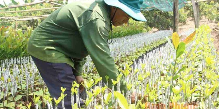 Kỹ thuật trồng điều đơn giản