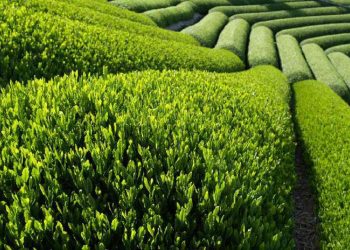 Các truyền thuyết về nguồn gốc việc dùng chè