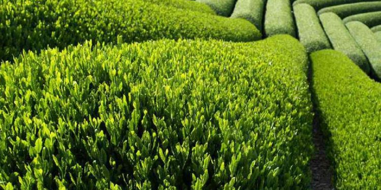 Các truyền thuyết về nguồn gốc việc dùng chè