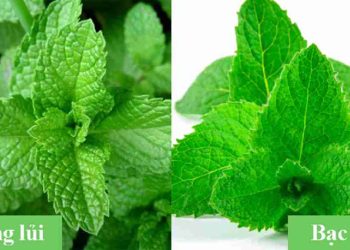 Bạc hà và húng lủi có phải là cùng một loại cây?