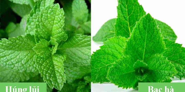 Bạc hà và húng lủi có phải là cùng một loại cây?