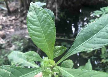 Hướng dẫn cách trị tiểu đường bằng lá điều đúng cách