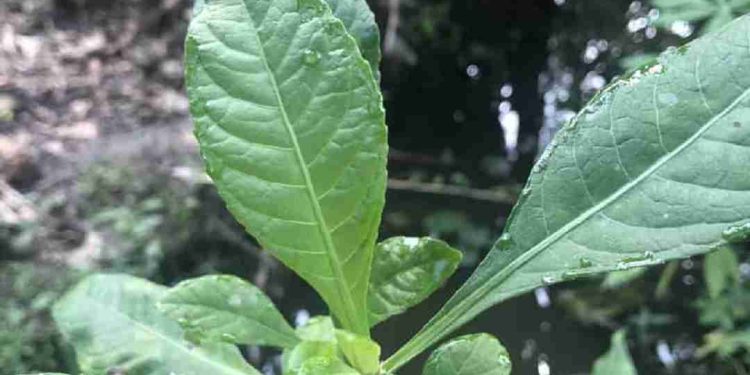 Hướng dẫn cách trị tiểu đường bằng lá điều đúng cách