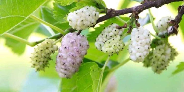 Tổng quan - hàm lượng dinh dưỡng