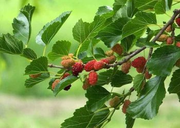 Lá dâu tằm có công dụng giảm đường trong máu