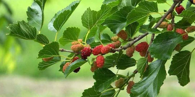 Lá dâu tằm có công dụng giảm đường trong máu