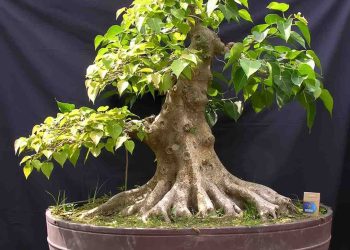 Cách chọn đúng loại cây bồ đề phù hợp với môi trường sống