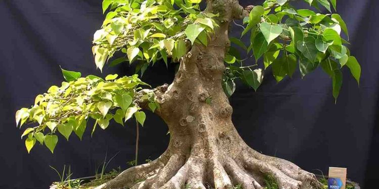 Cách chọn đúng loại cây bồ đề phù hợp với môi trường sống