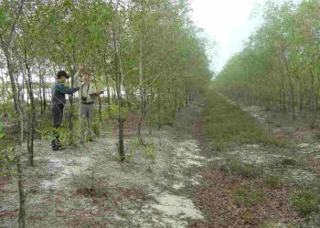 Cách chọn cây keo phù hợp để trồng