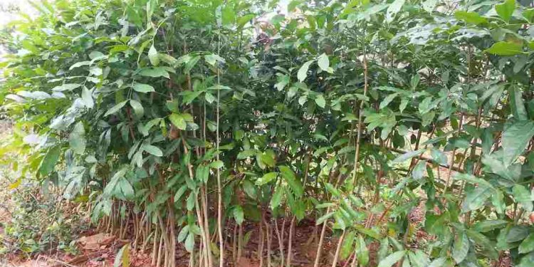 Cách chọn cây xà cừ phù hợp với địa hình