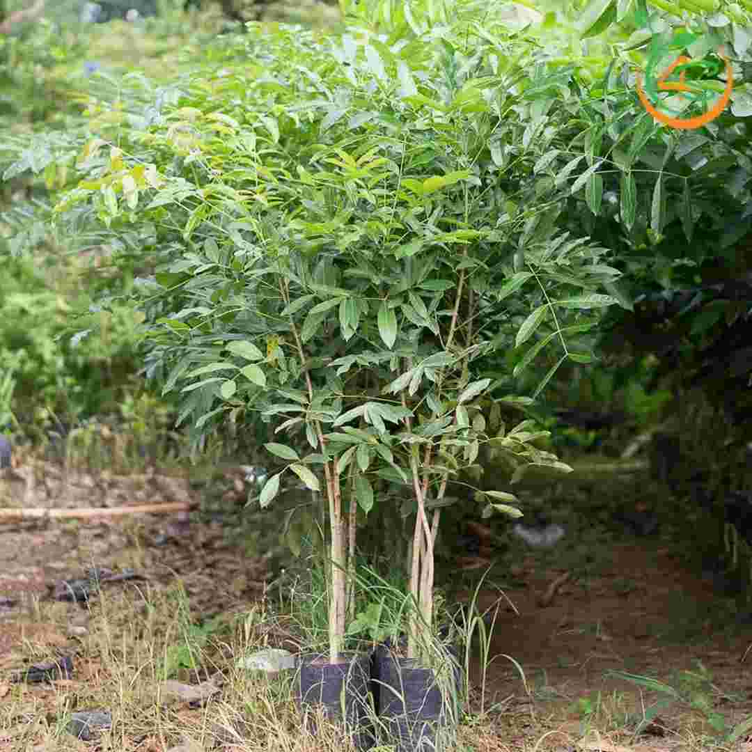 Cách chăm sóc cây xà cừ sau khi trồng