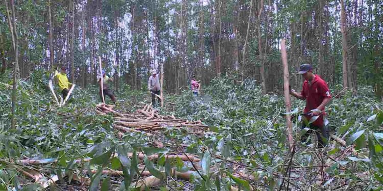 Cách chọn địa điểm phù hợp để trồng cây keo lá tràm