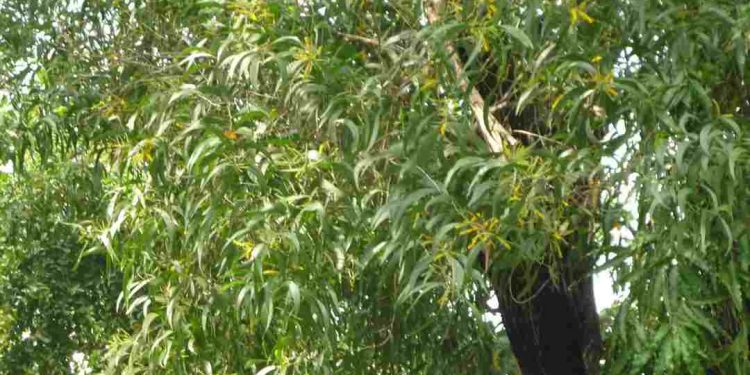 Giới thiệu về cây keo