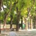 Nguồn gốc và phân bố của cây xà cừ