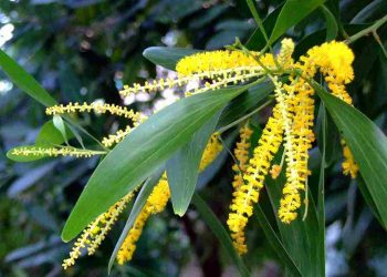 Dầu Của Cây Keo Là Một Phương Pháp Tốt Để Giữ Da Sáng Và Khỏe Mạnh