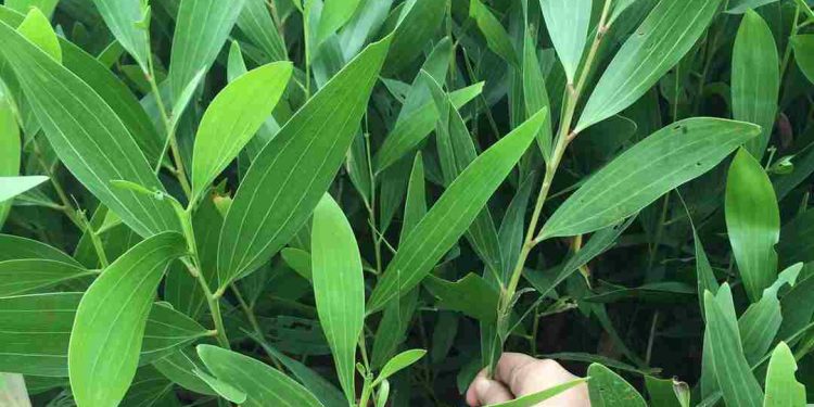 Lịch sử cây keo: Từ đâu nó bắt đầu?