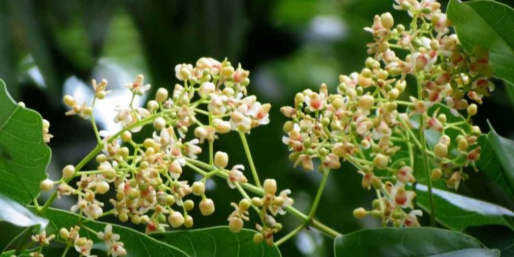 Tìm hiểu về cách trồng cây xà cừ và cách chăm sóc cây