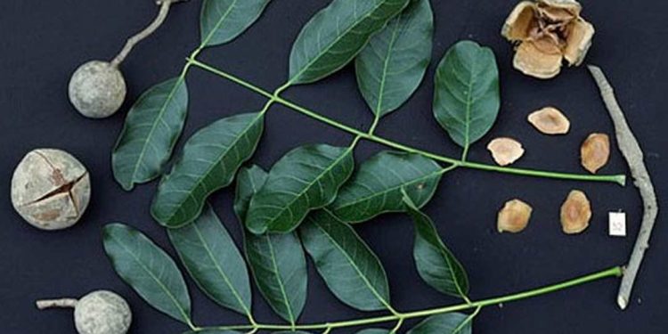 Giới Thiệu Về Loài Cây Xà Cừ