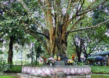 Cách lựa chọn và trang trí cây bồ đề để tối ưu hóa ý nghĩa phong thủy