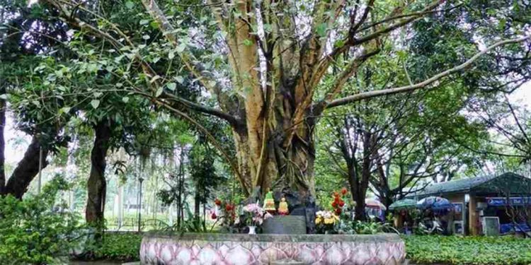 Cách lựa chọn và trang trí cây bồ đề để tối ưu hóa ý nghĩa phong thủy