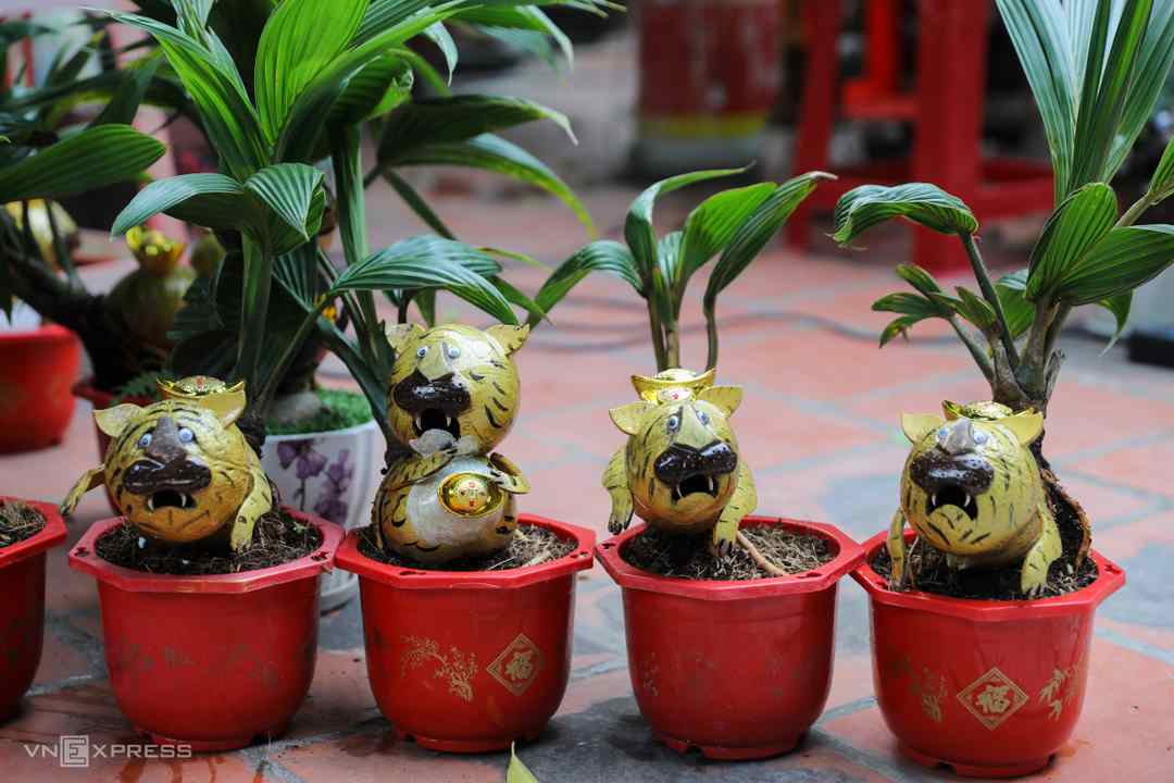 Cách chọn cây dừa Bonsai phù hợp