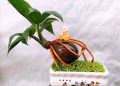 Cách trồng cây dừa Bonsai