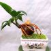 Cách trồng cây dừa Bonsai