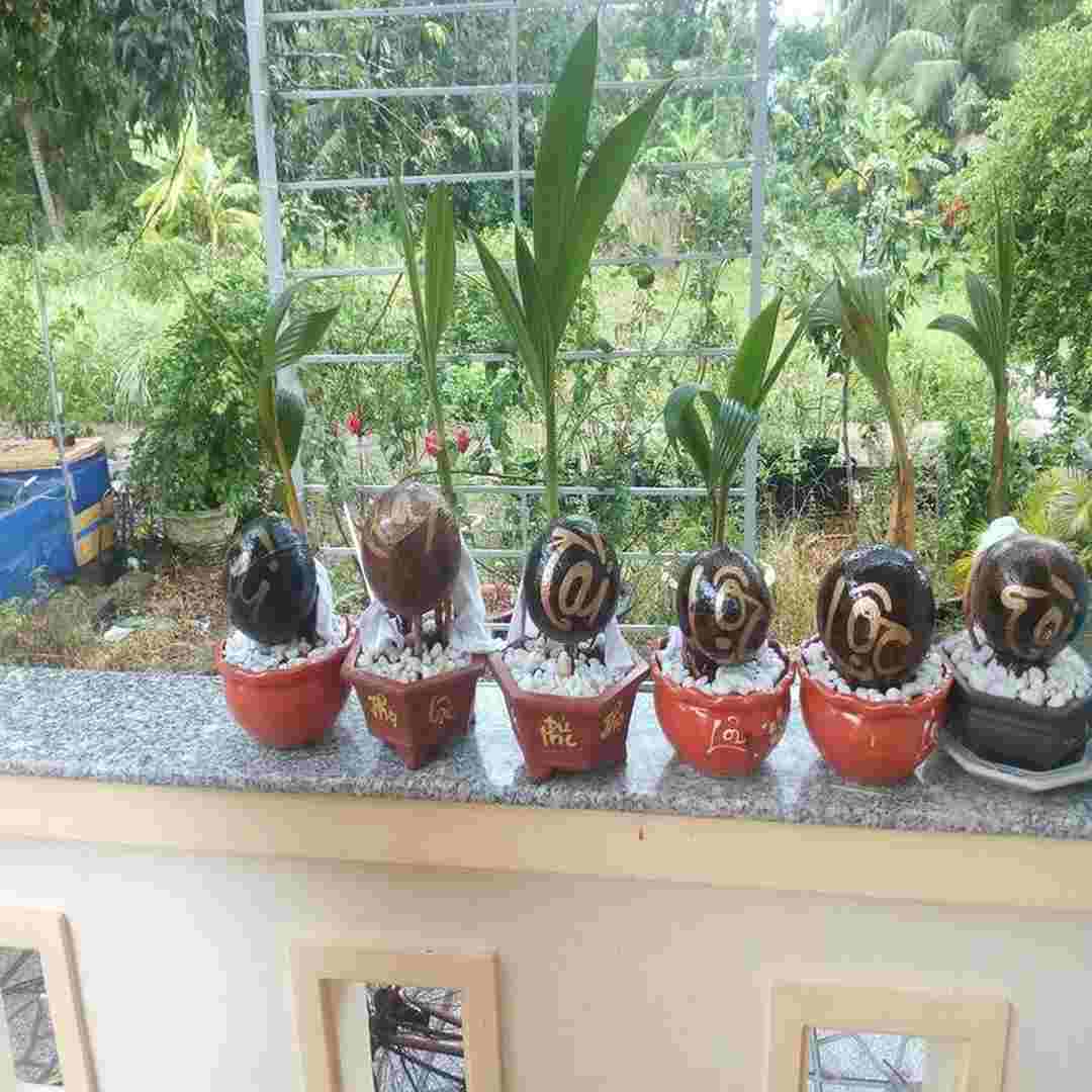 Cách làm cho cây dừa Bonsai phát triển tốt nhất