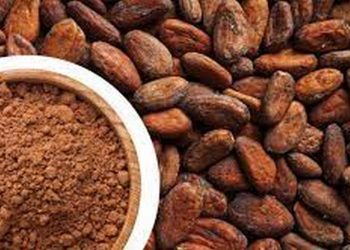 Lợi Ích Của Hạt Cacao đối với Sức Khỏe