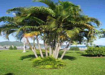 Cách trồng cây dừa